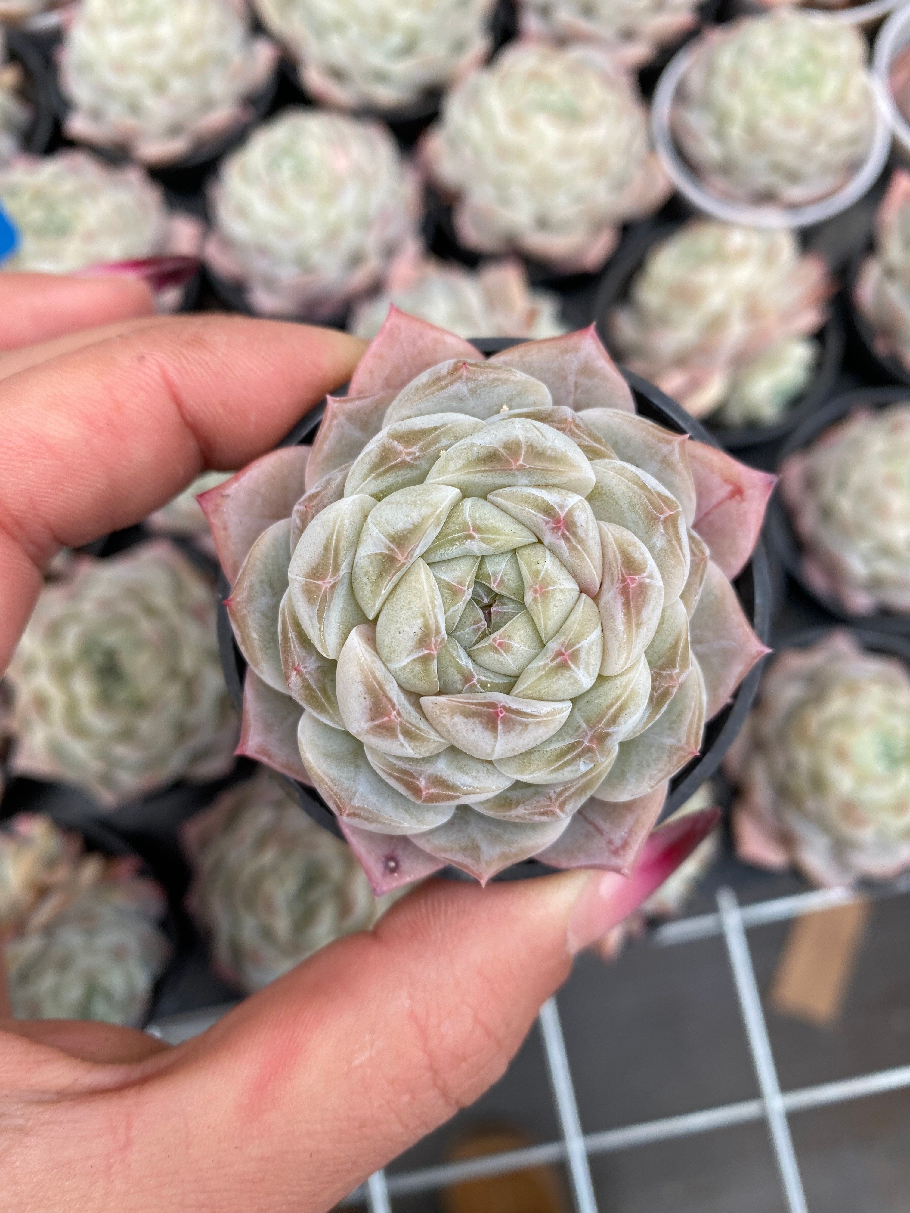 X218 エケベリア ピュアジェイド