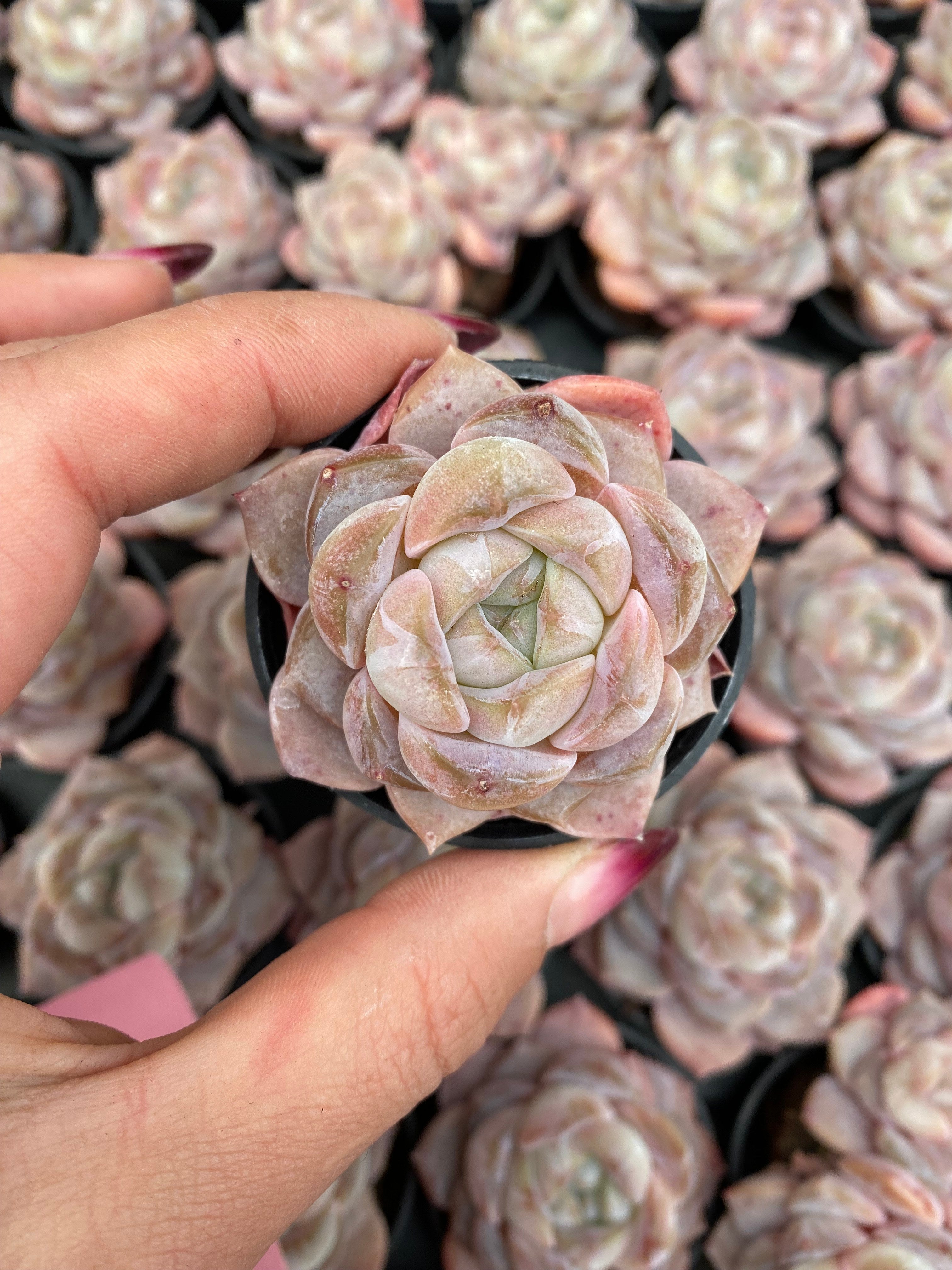 X219 エケベリア アイスアメリカーノ