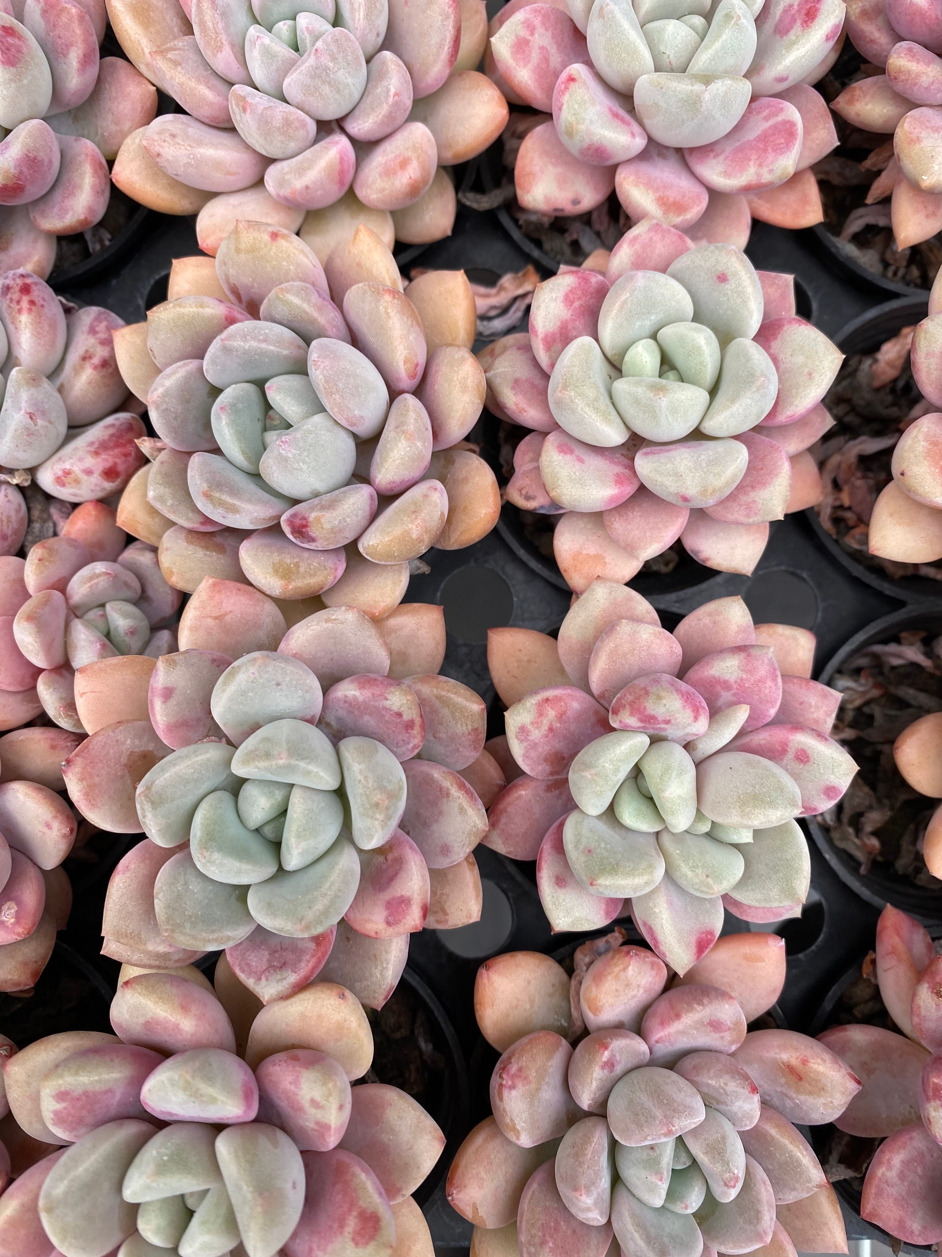 X220 エケベリア スポットシーヴィディ