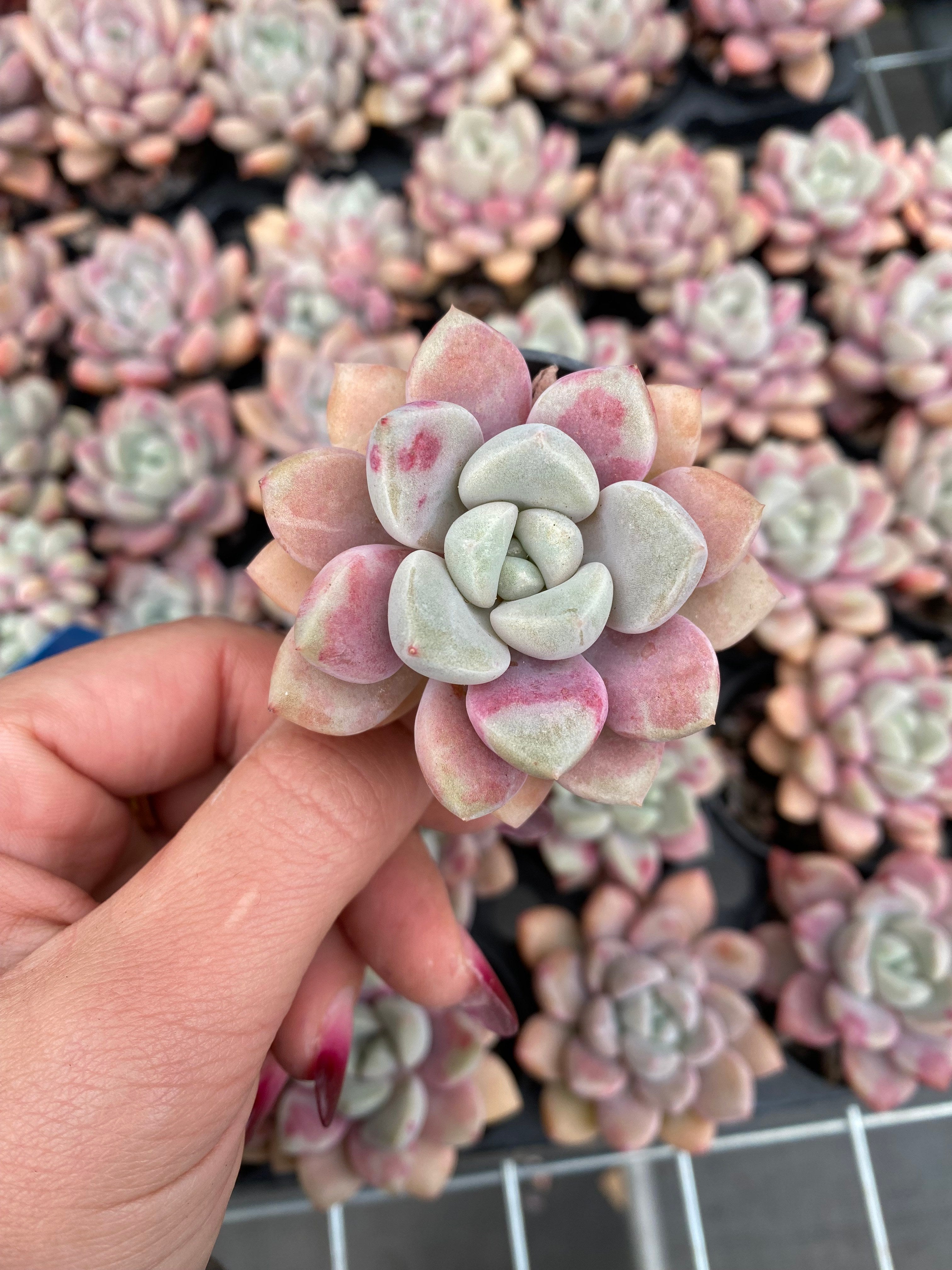 X220 エケベリア スポットシーヴィディ