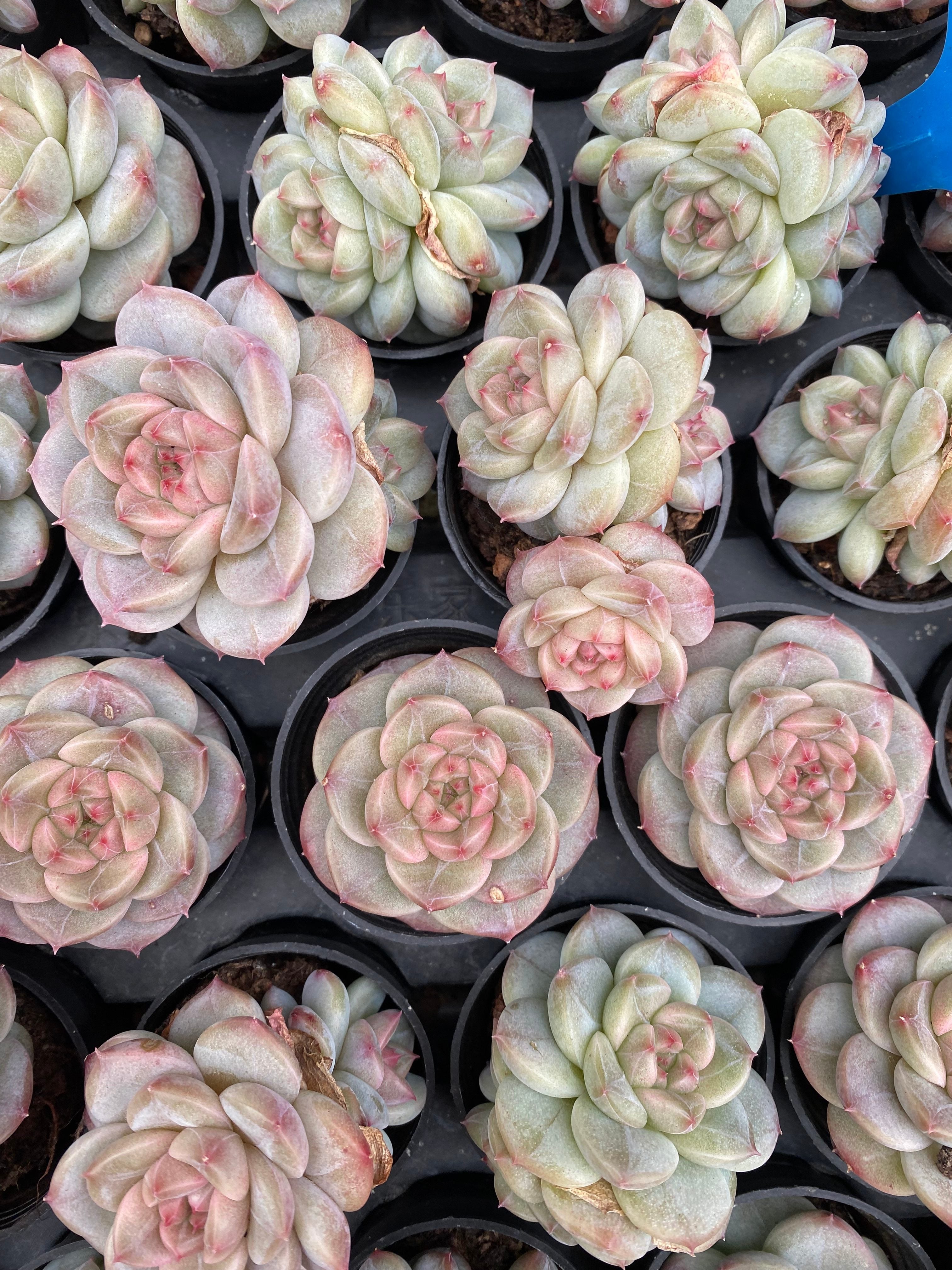 X221 エケベリア ダイヤモンドジェイド