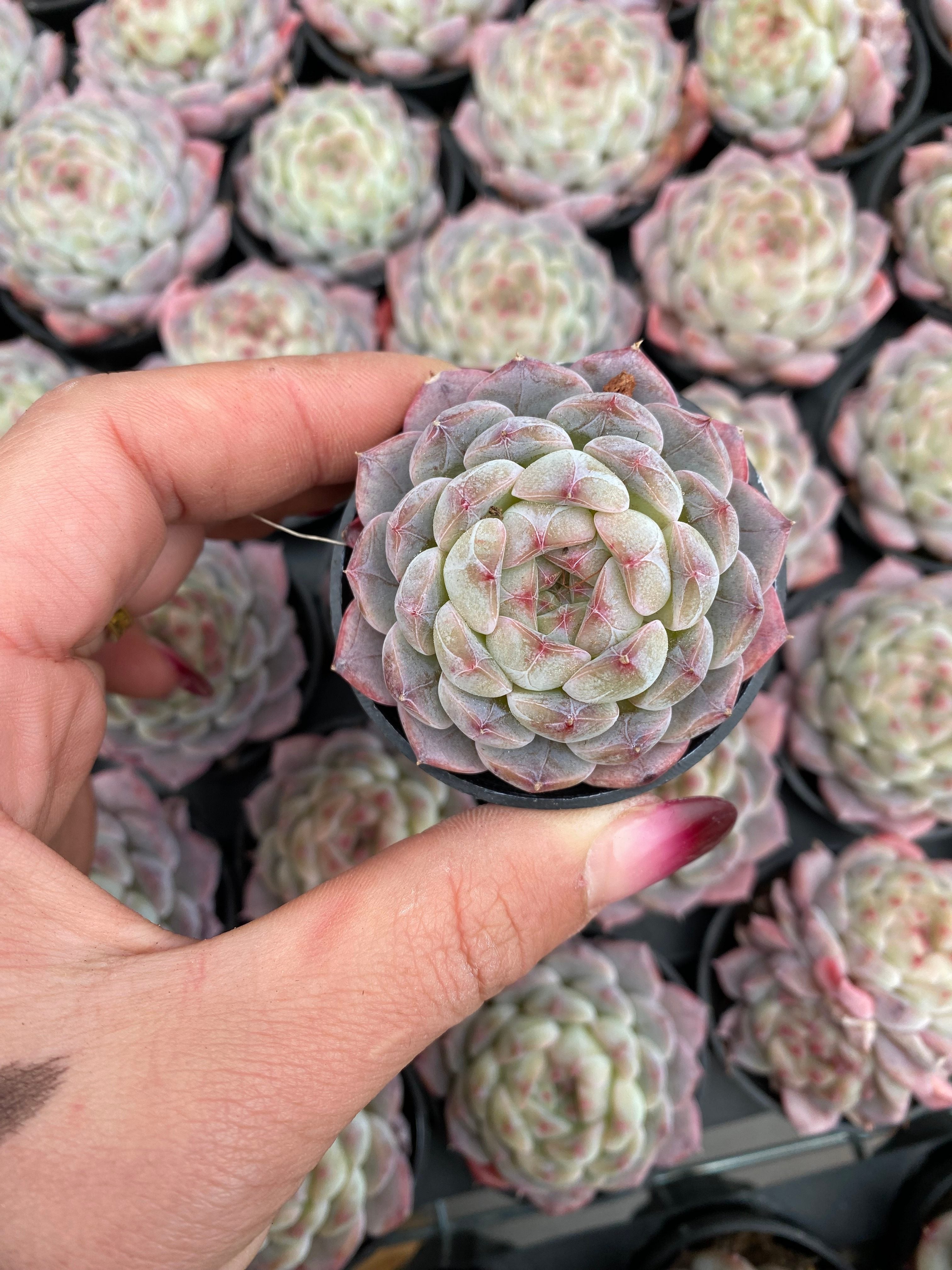 X222 エケベリア ブルーファット