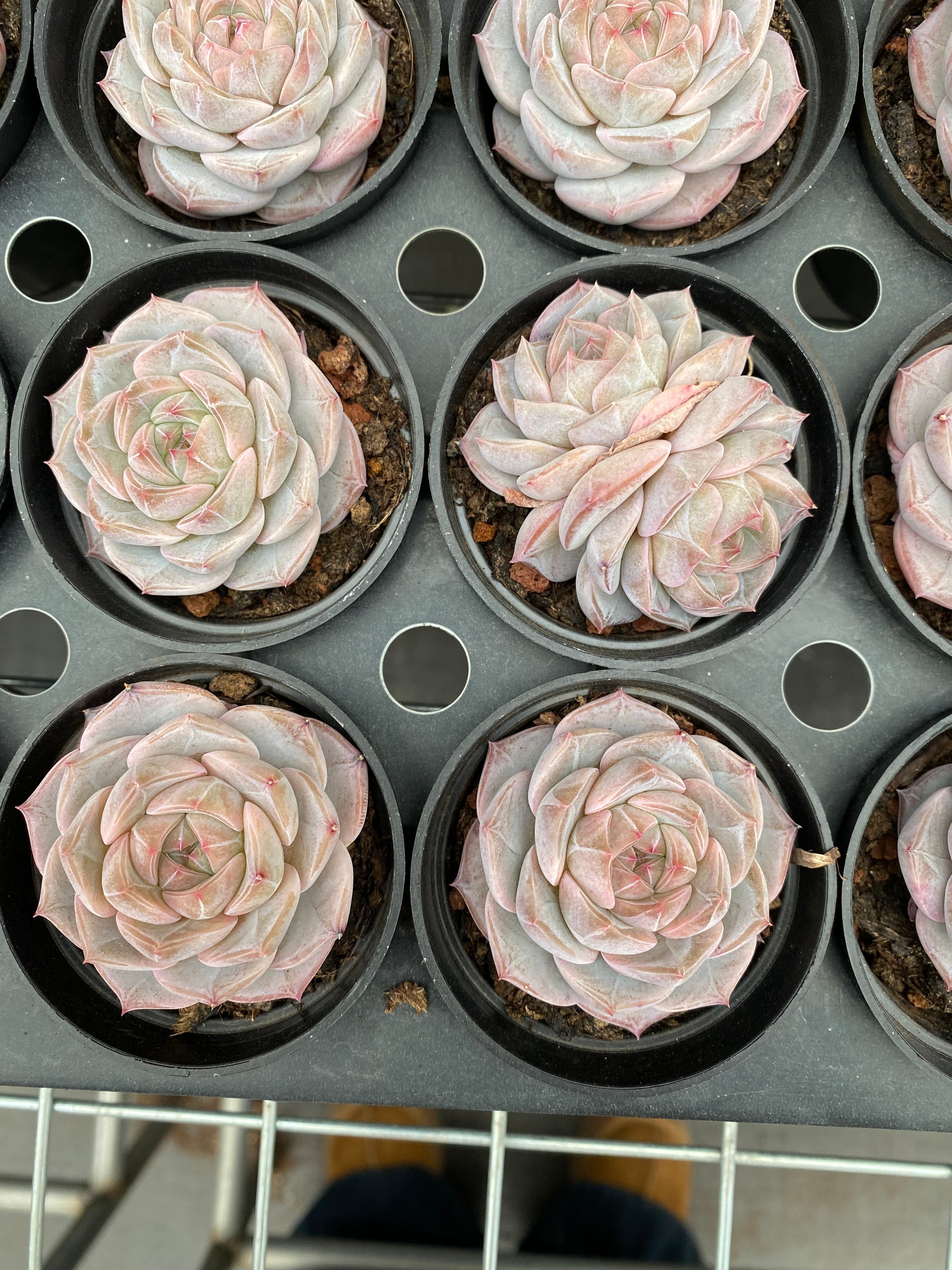 X223 エケベリア 輪廻