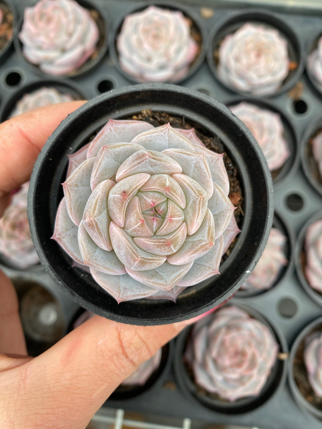 X223 エケベリア 輪廻