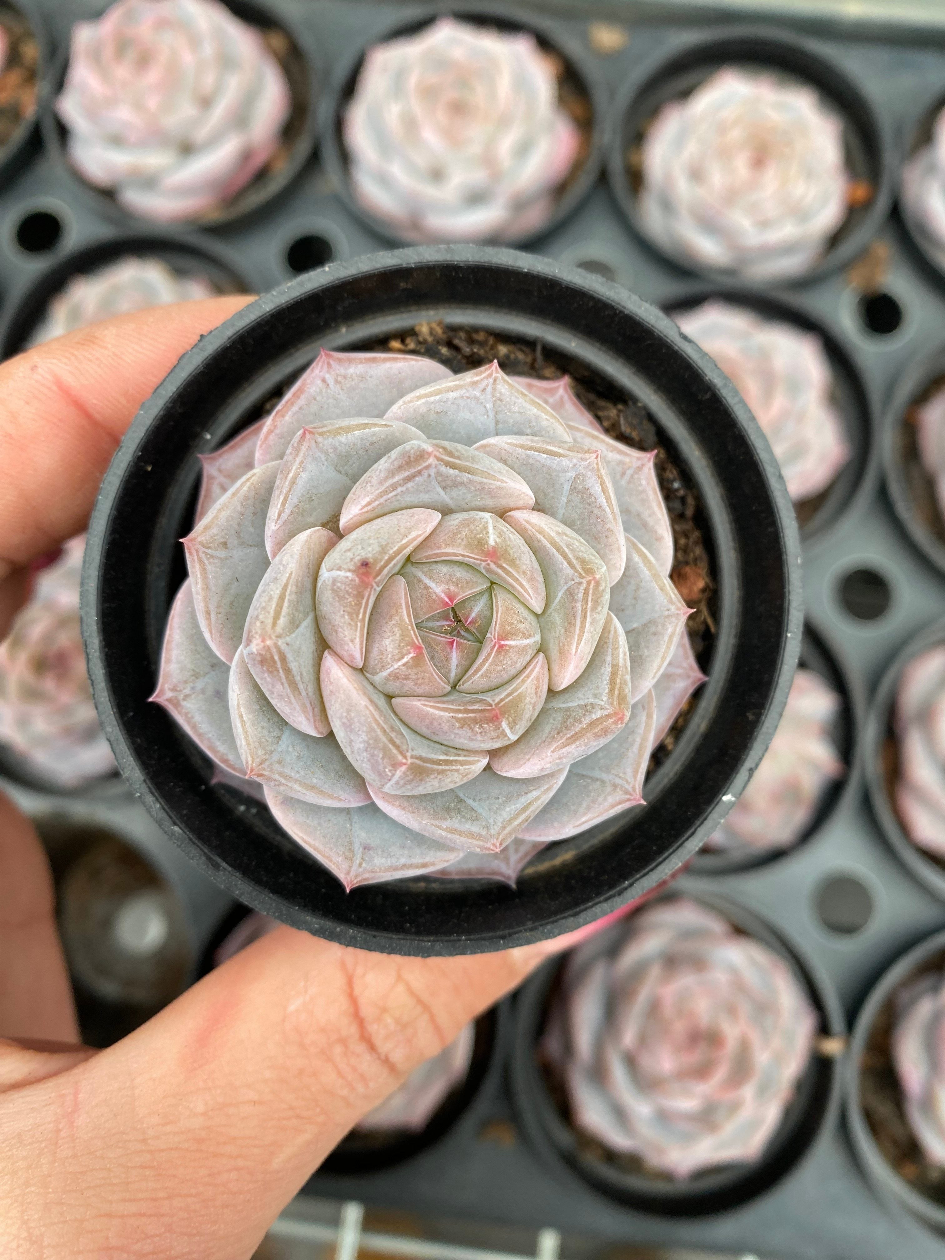 X223 エケベリア 輪廻