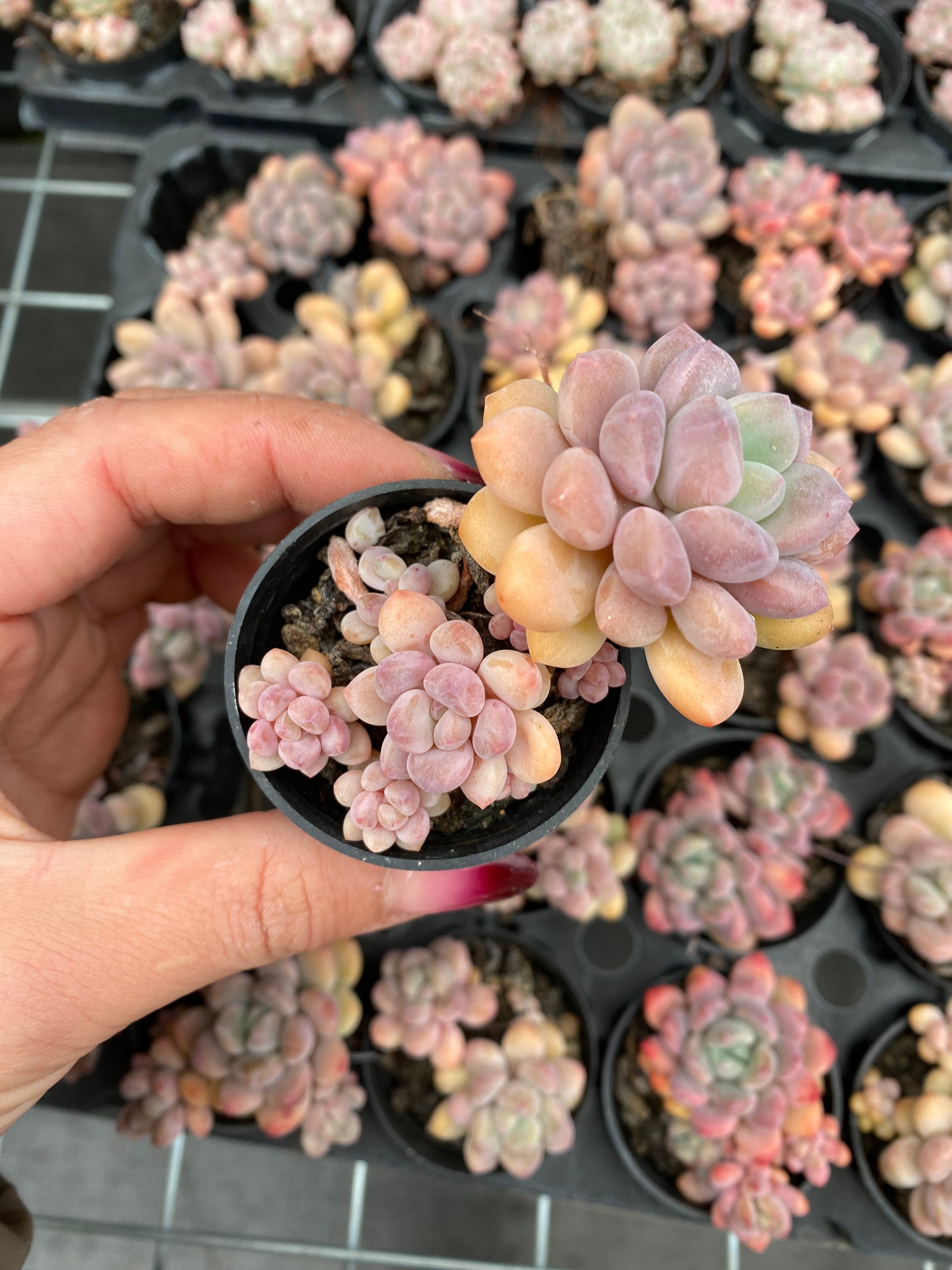 X225 エケベリア 相思豆