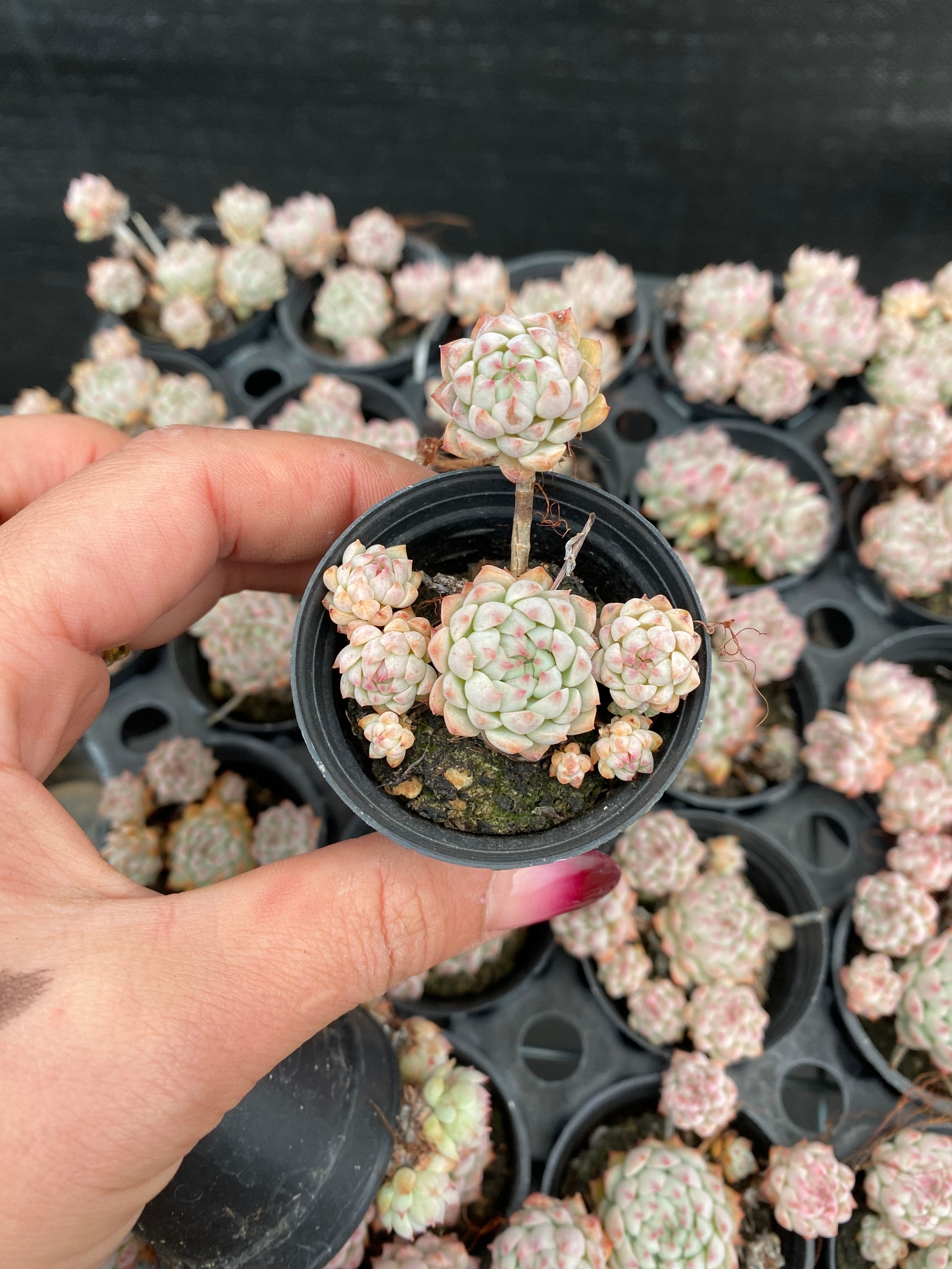 X226 エケベリア リトルピンクベリー