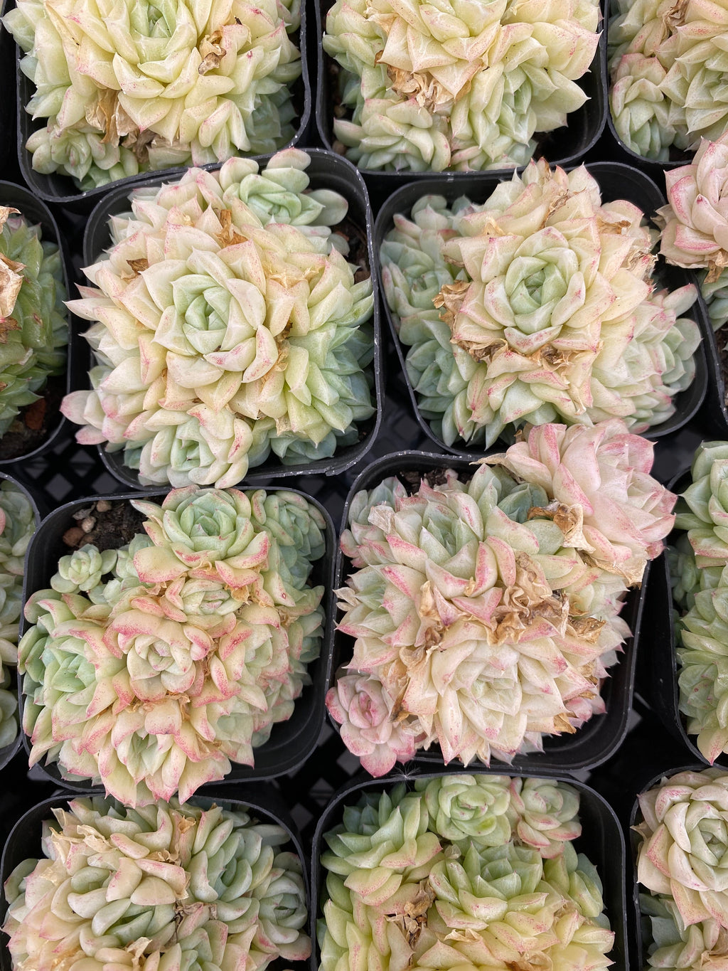 X227 エケベリア ホワイトスワン