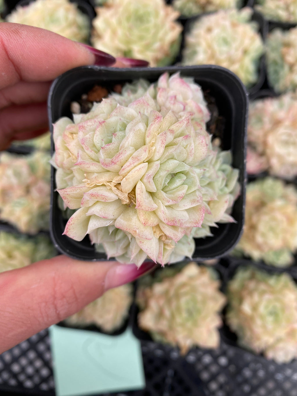 X227 エケベリア ホワイトスワン