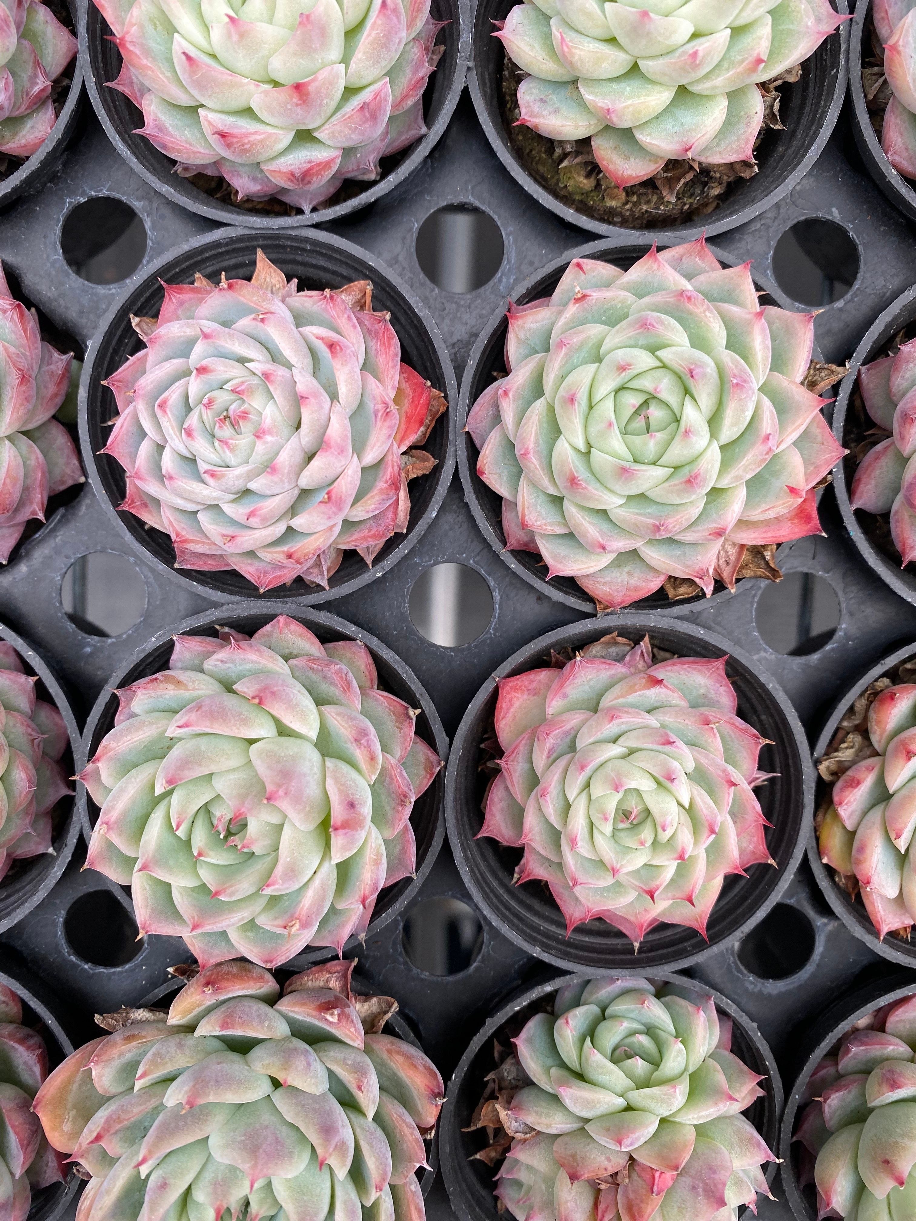 X228 エケベリア ピンク・クリスタル・ローズ