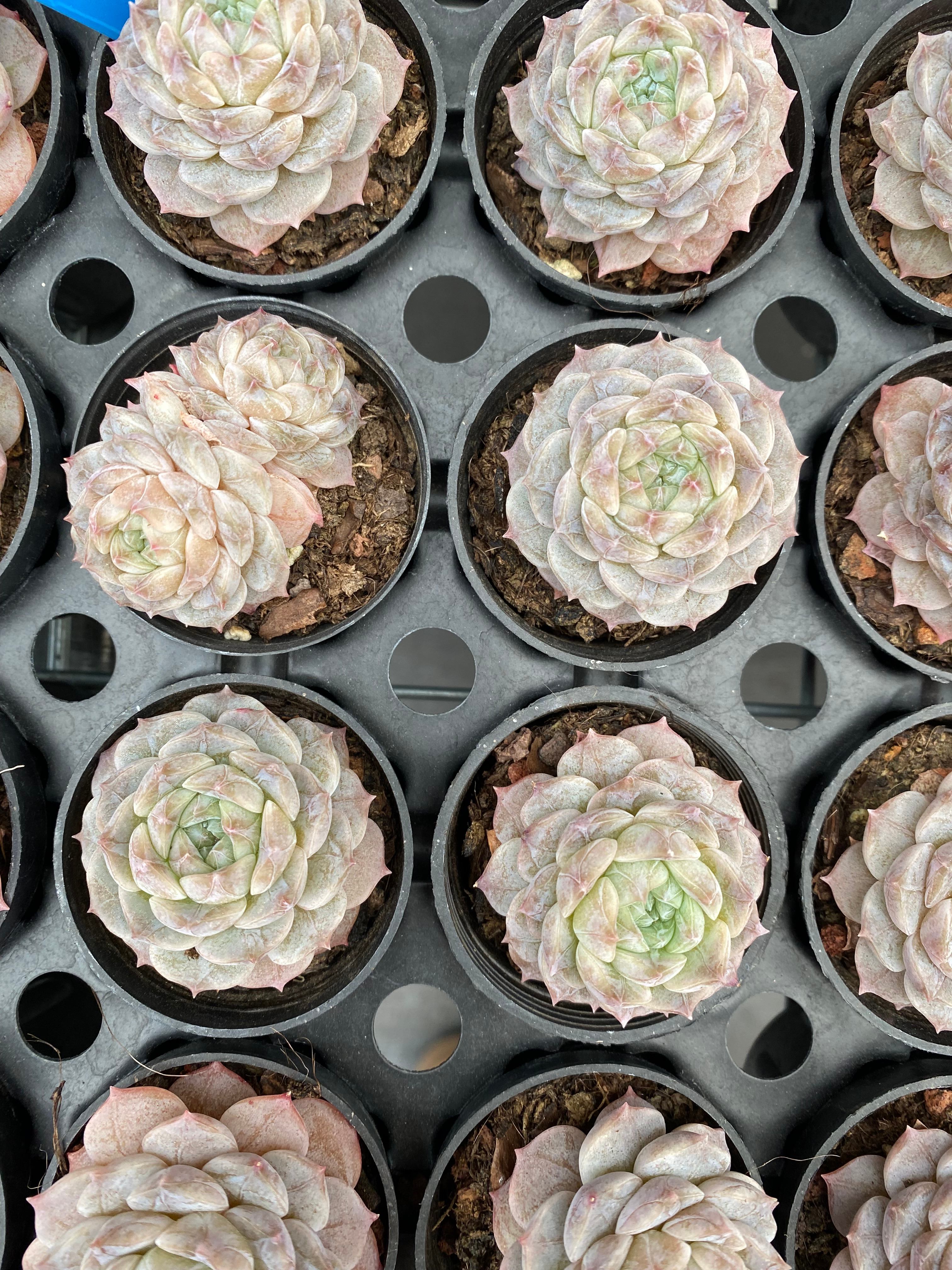 X229 エケベリア 雲汐