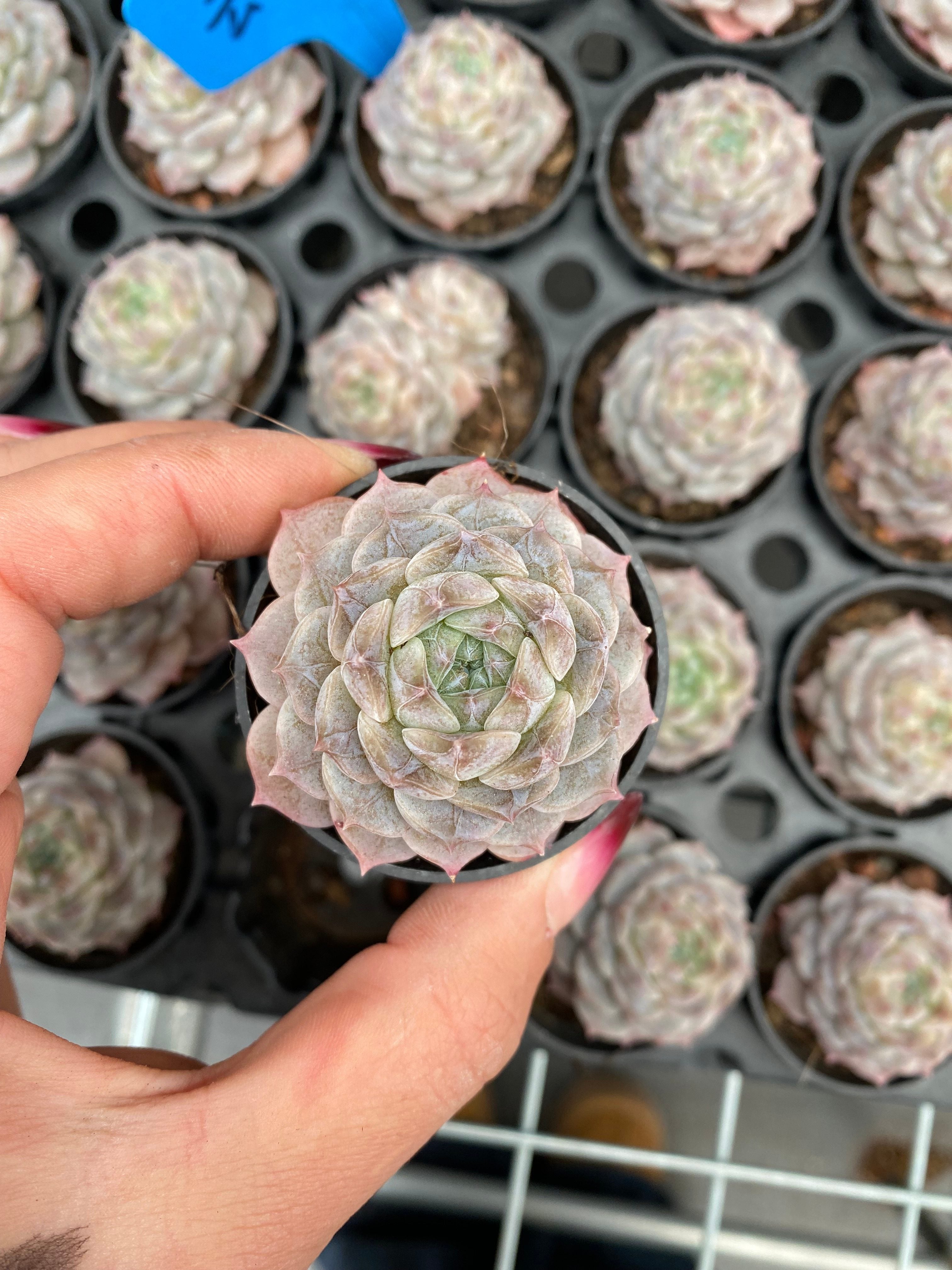 X229 エケベリア 雲汐