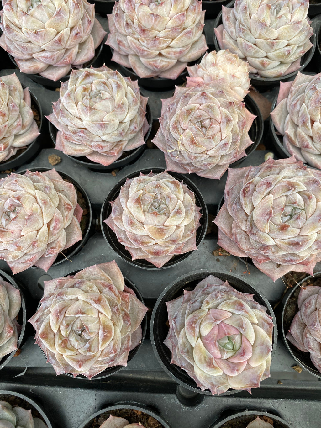 X230 エケベリア  紫霞の仙子