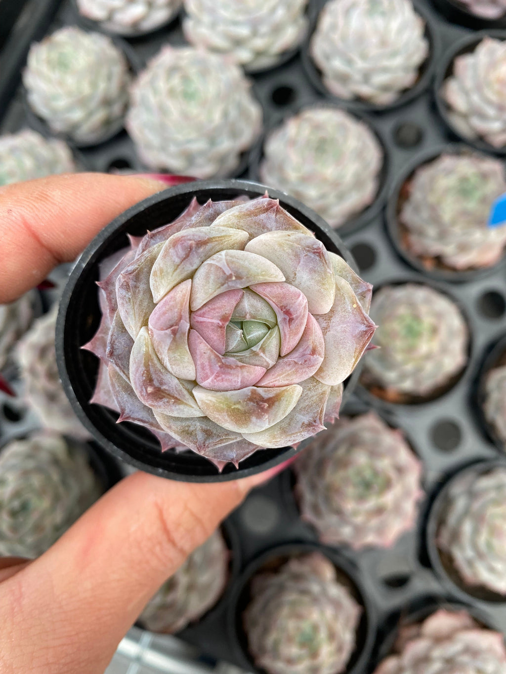 X230 エケベリア  紫霞の仙子