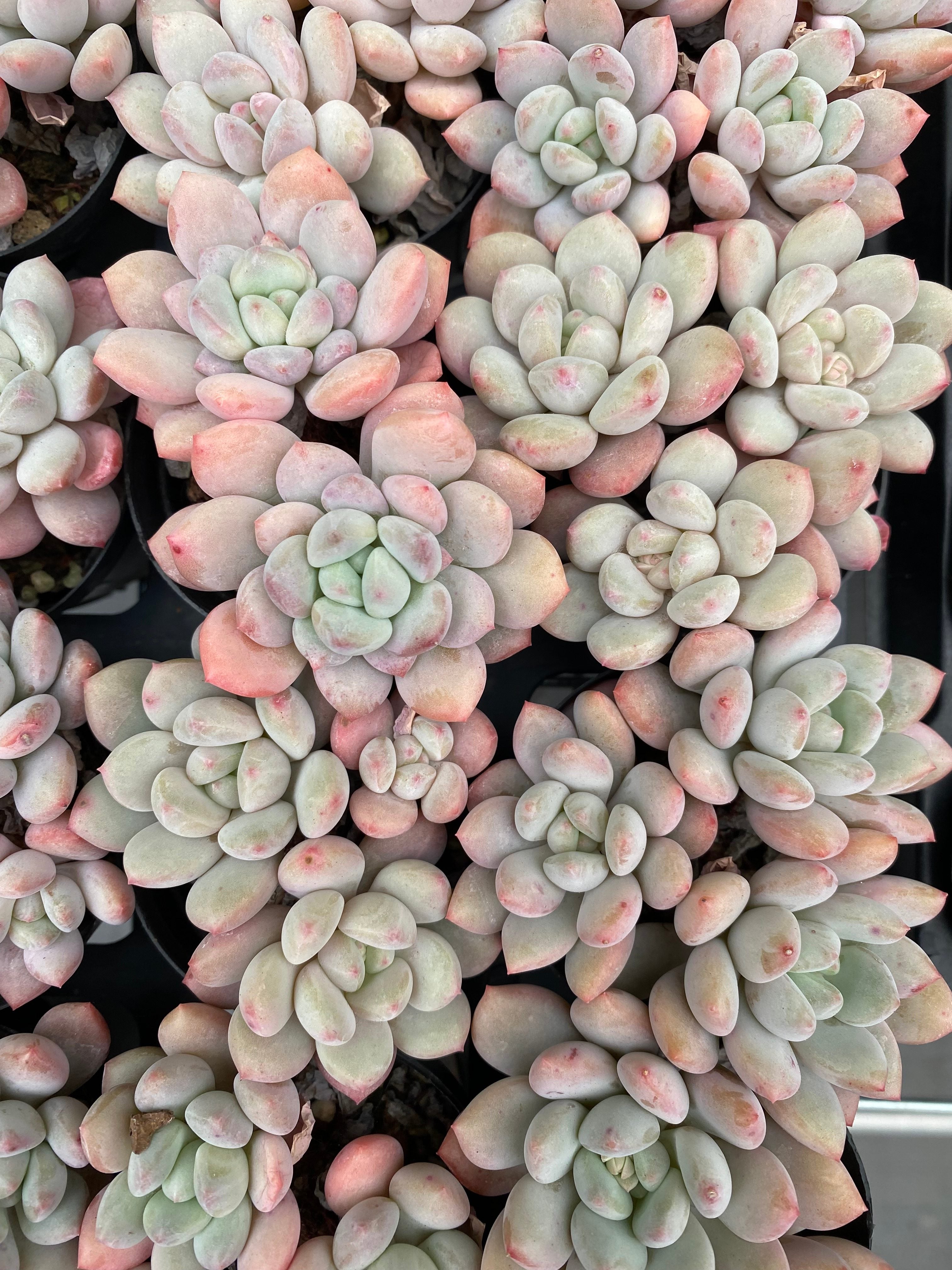 X231 エケベリア 白馬