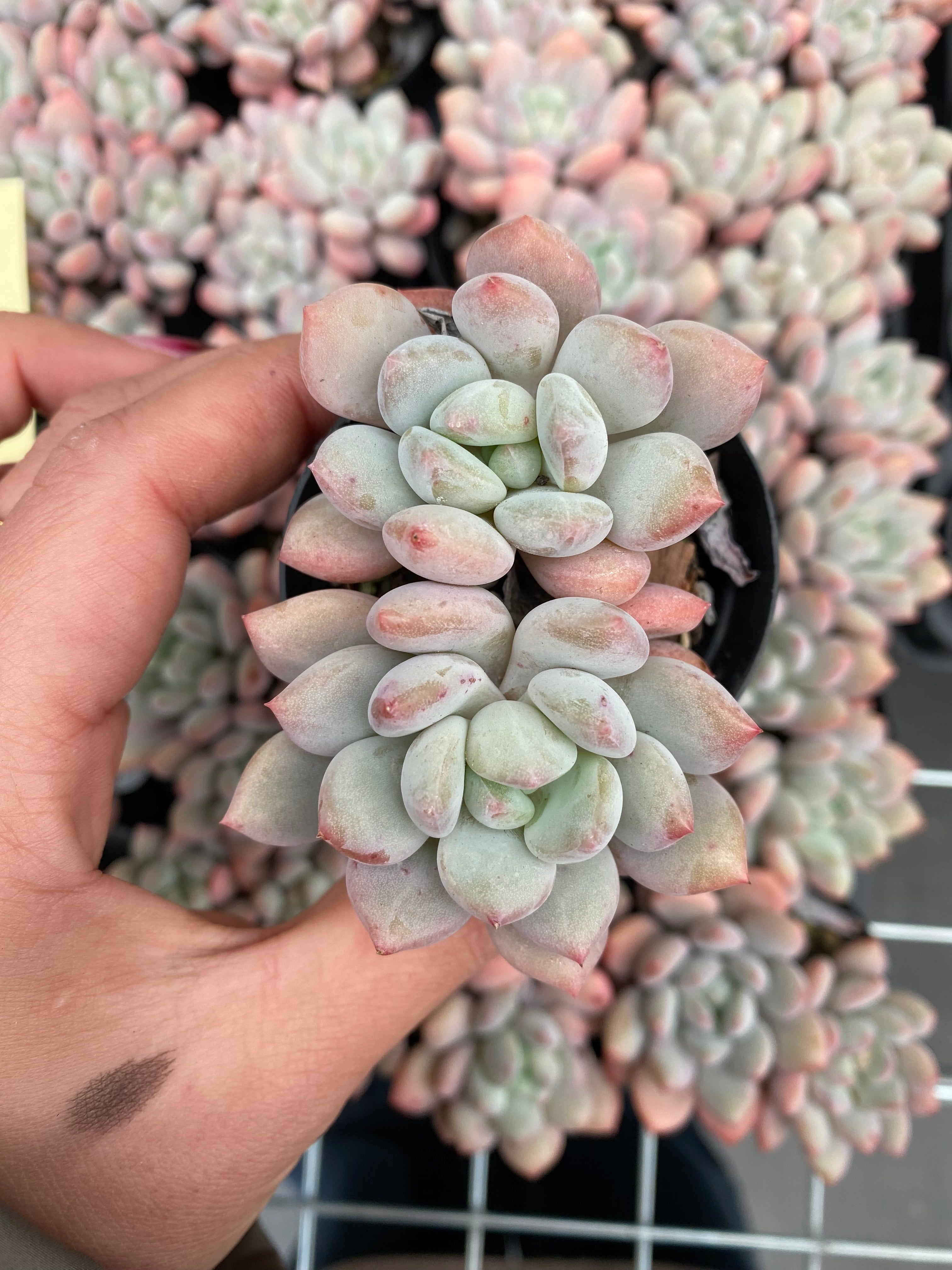 X231 エケベリア 白馬