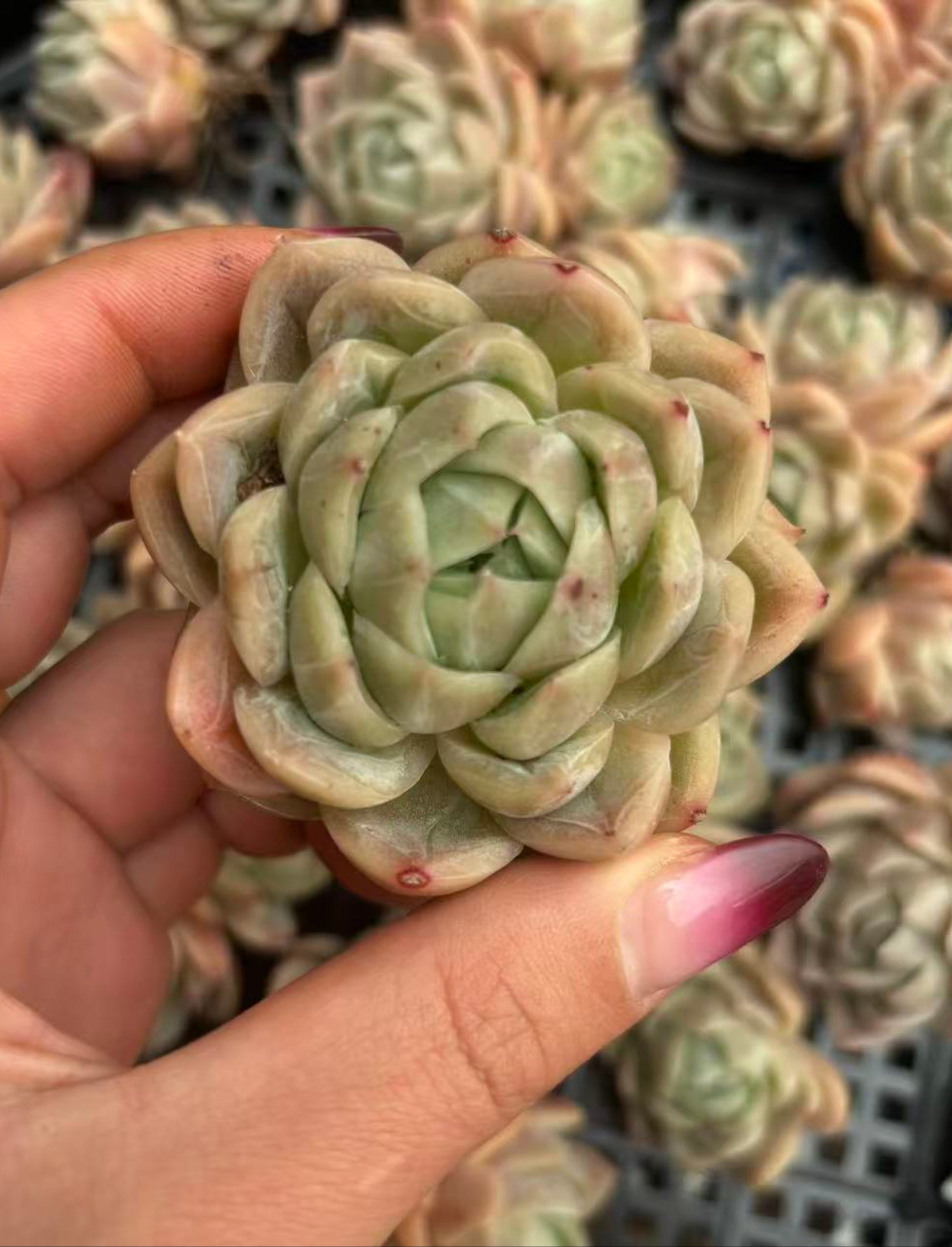 現品－抜き苗 – 環球園芸