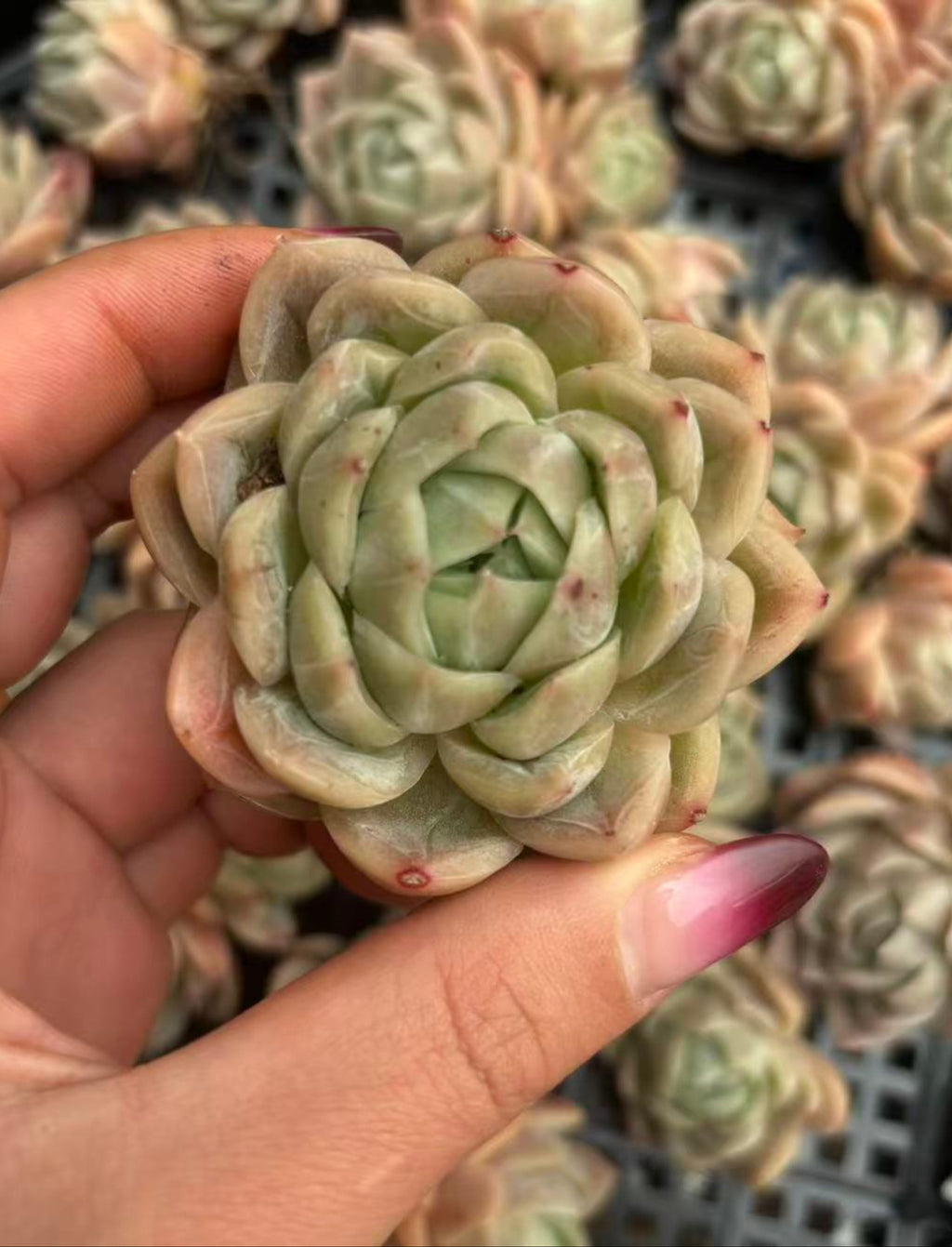 X232 エケベリア  幻影