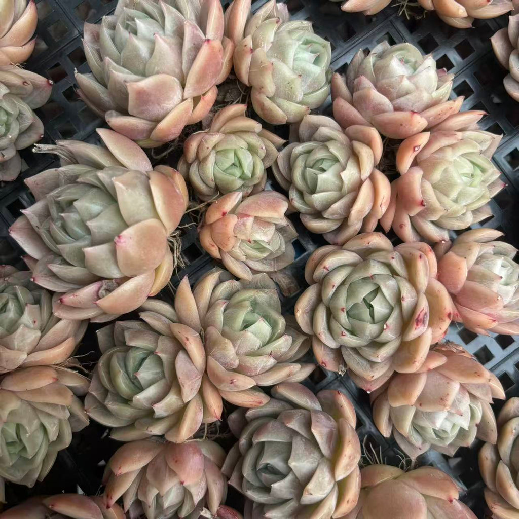 X232 エケベリア  幻影