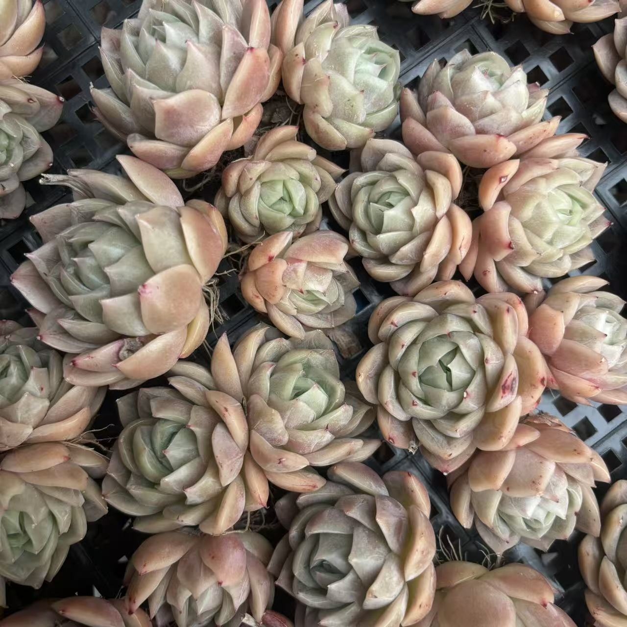 X232 エケベリア  幻影