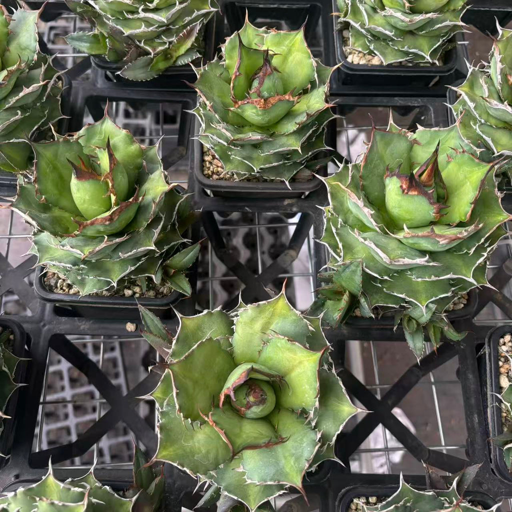 X233 アガべ Hōshu