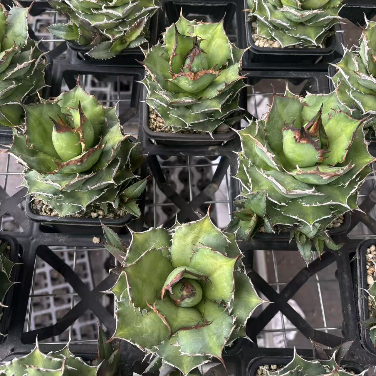 X233 アガべ Hōshu