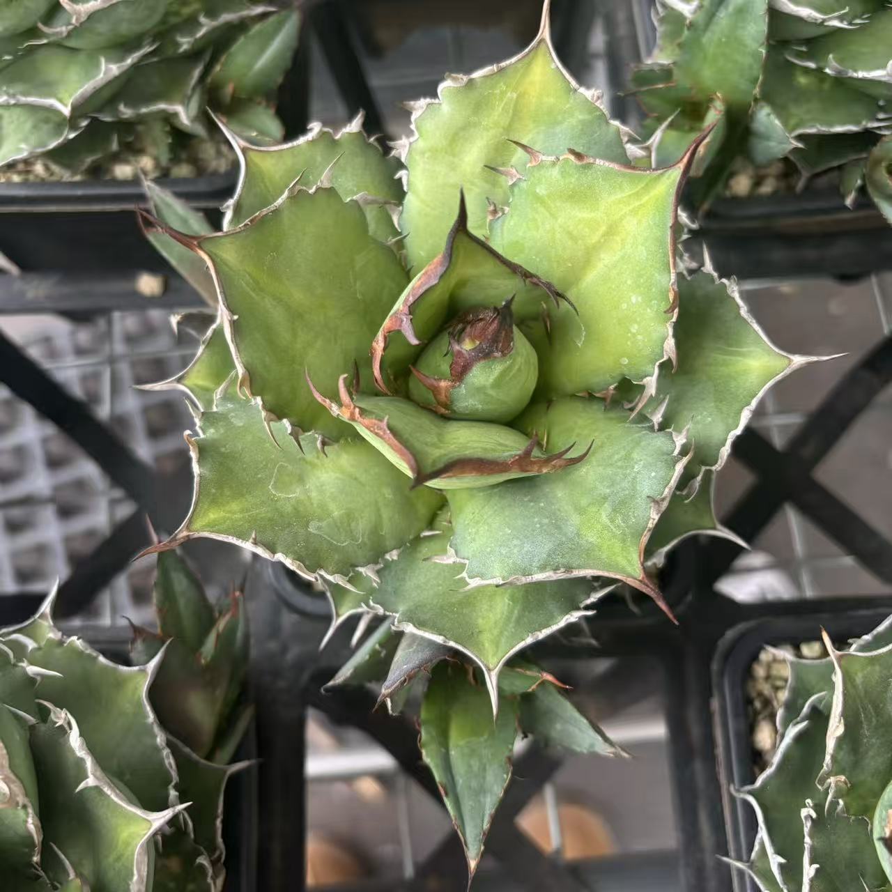 X233 アガべ Hōshu