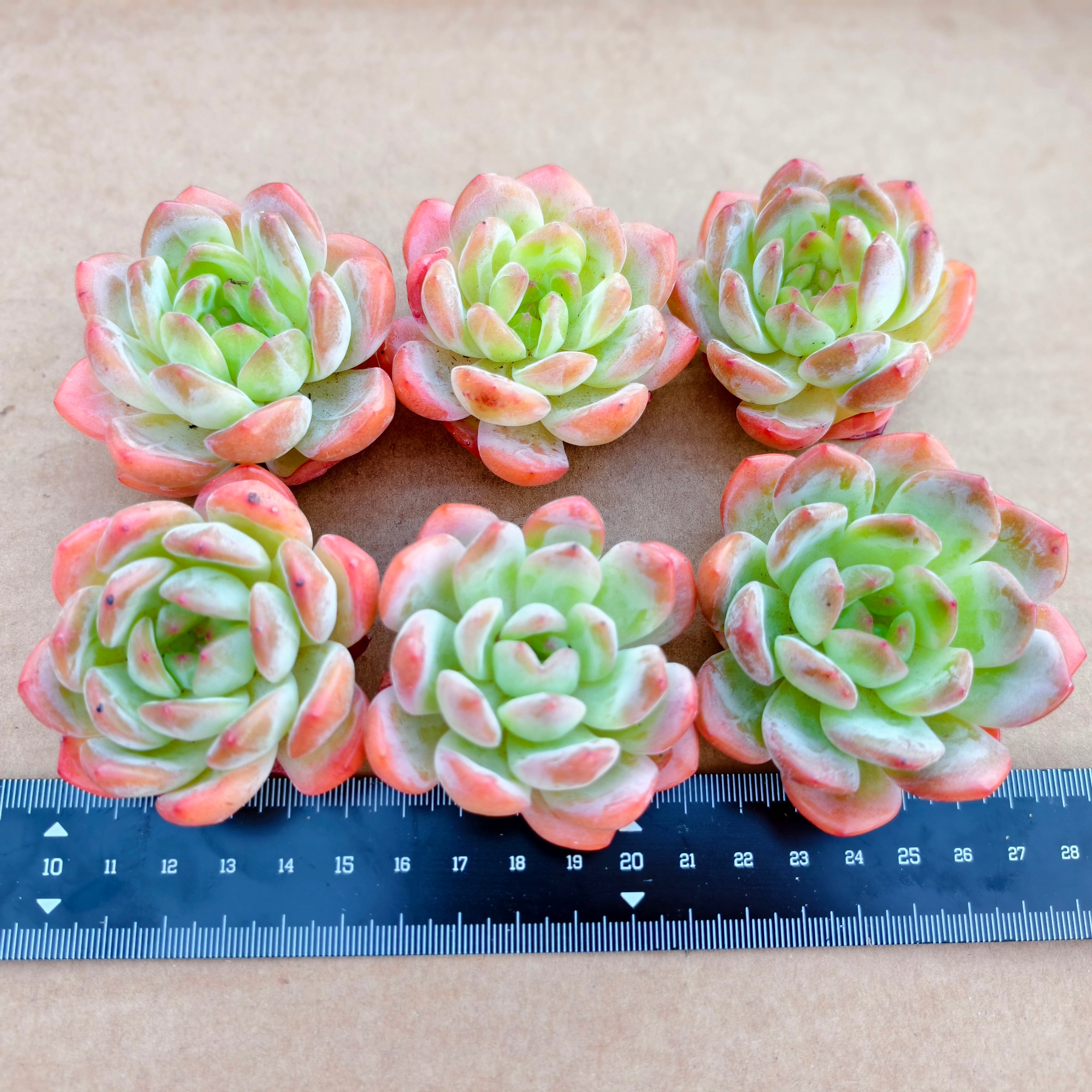 A025 エケベリア スターマーク