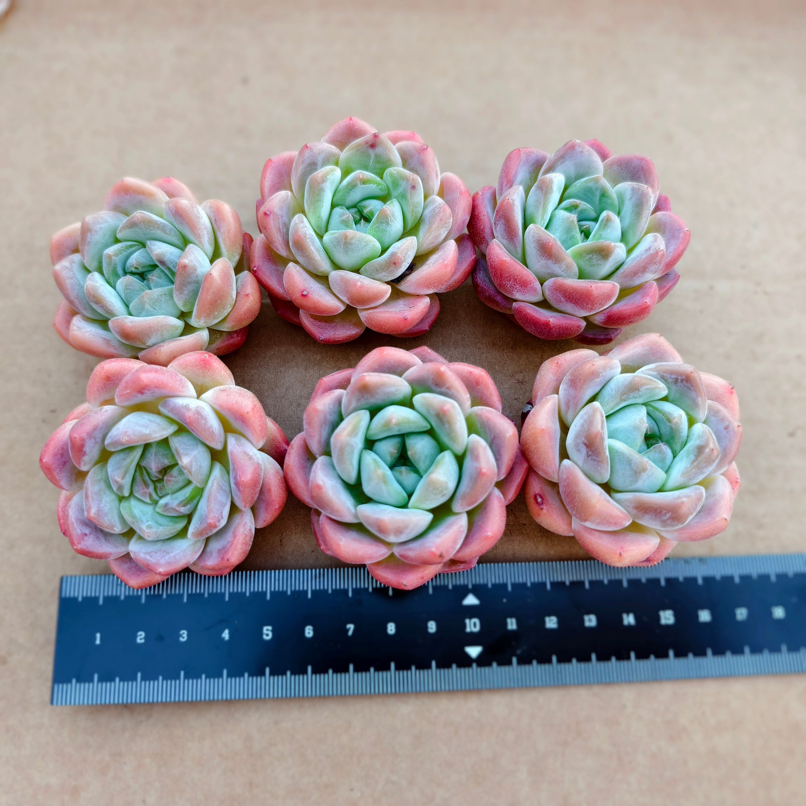 CA019 シックモンロー エケベリア