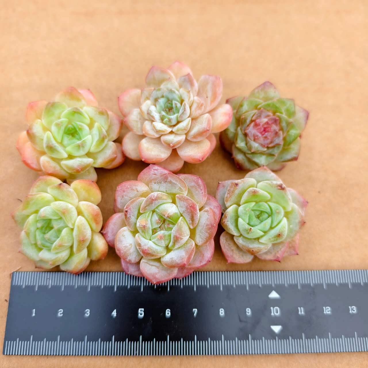 CF005-2 モンロー 交雑種　エケベリア（Sサイズ）