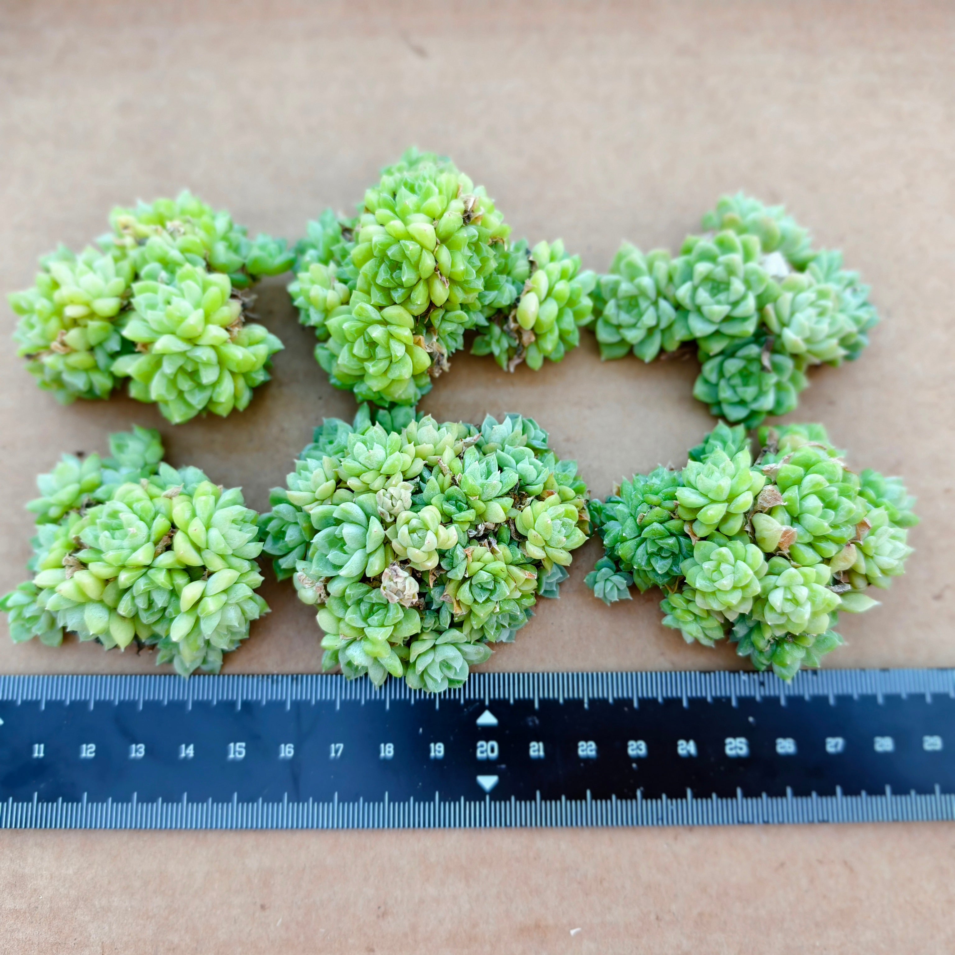 CA052 ダイヤモンド エケベリア