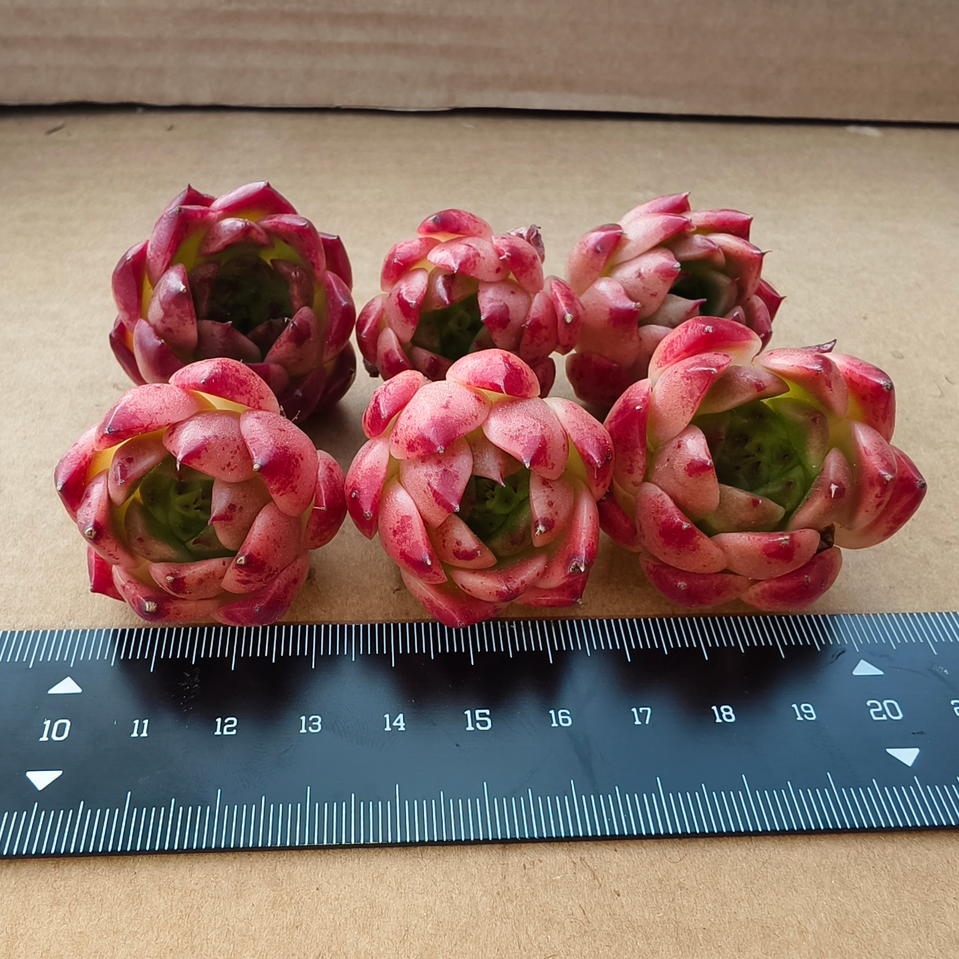 CA013 オリジナルエリザベス エケベリア