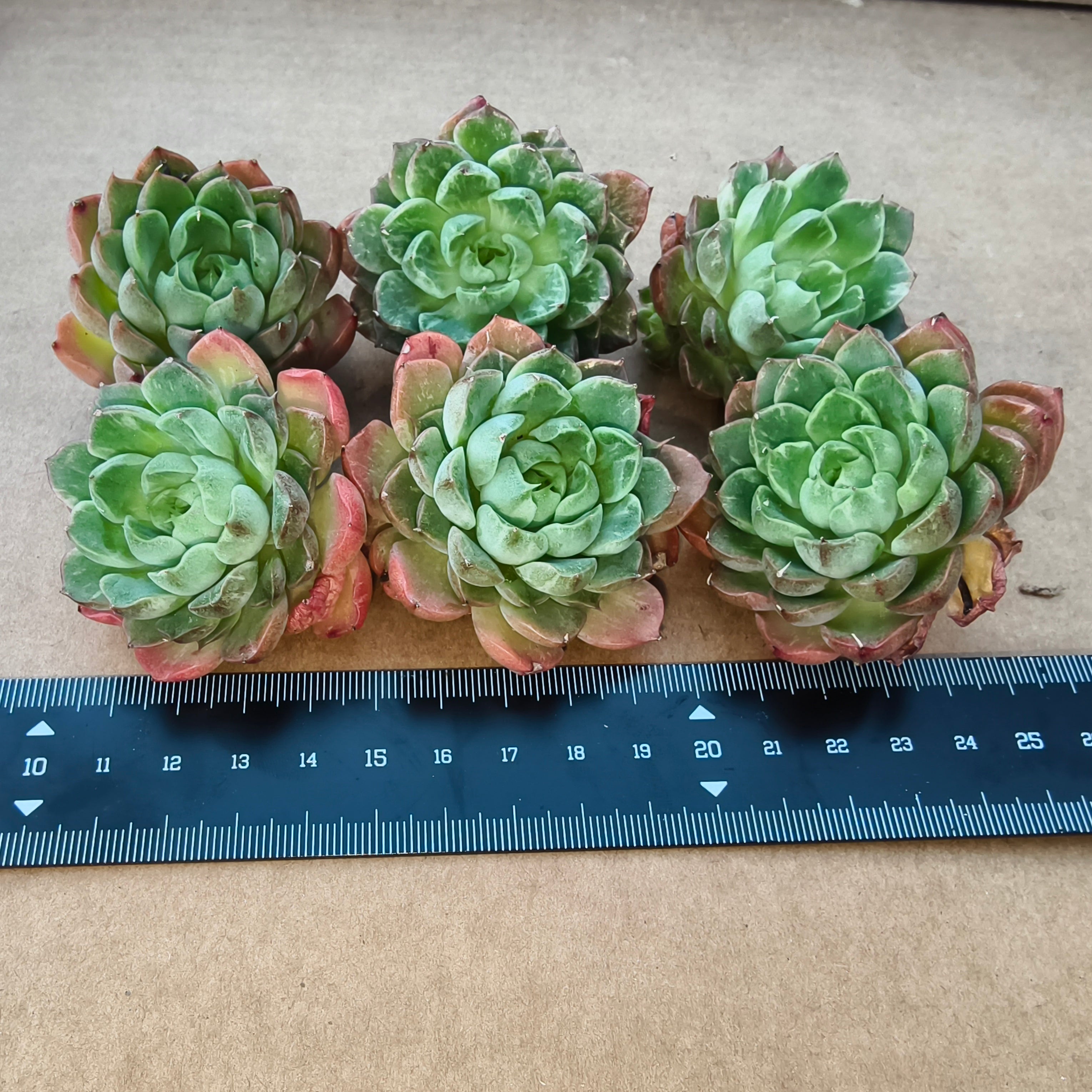 A069 レッドワインピーチ エケベリア