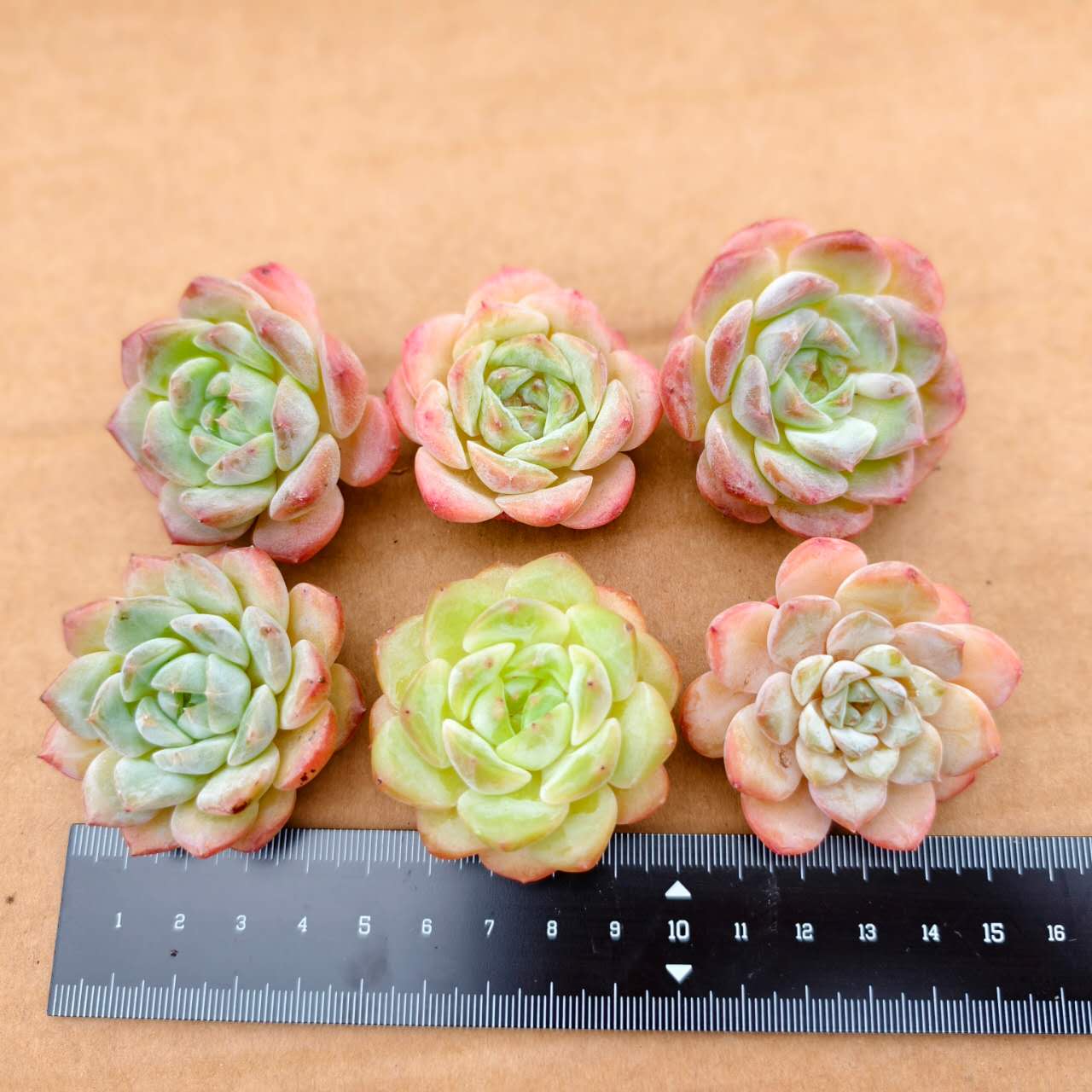 CF005 モンロー 交雑種　エケベリア(Lサイズ)