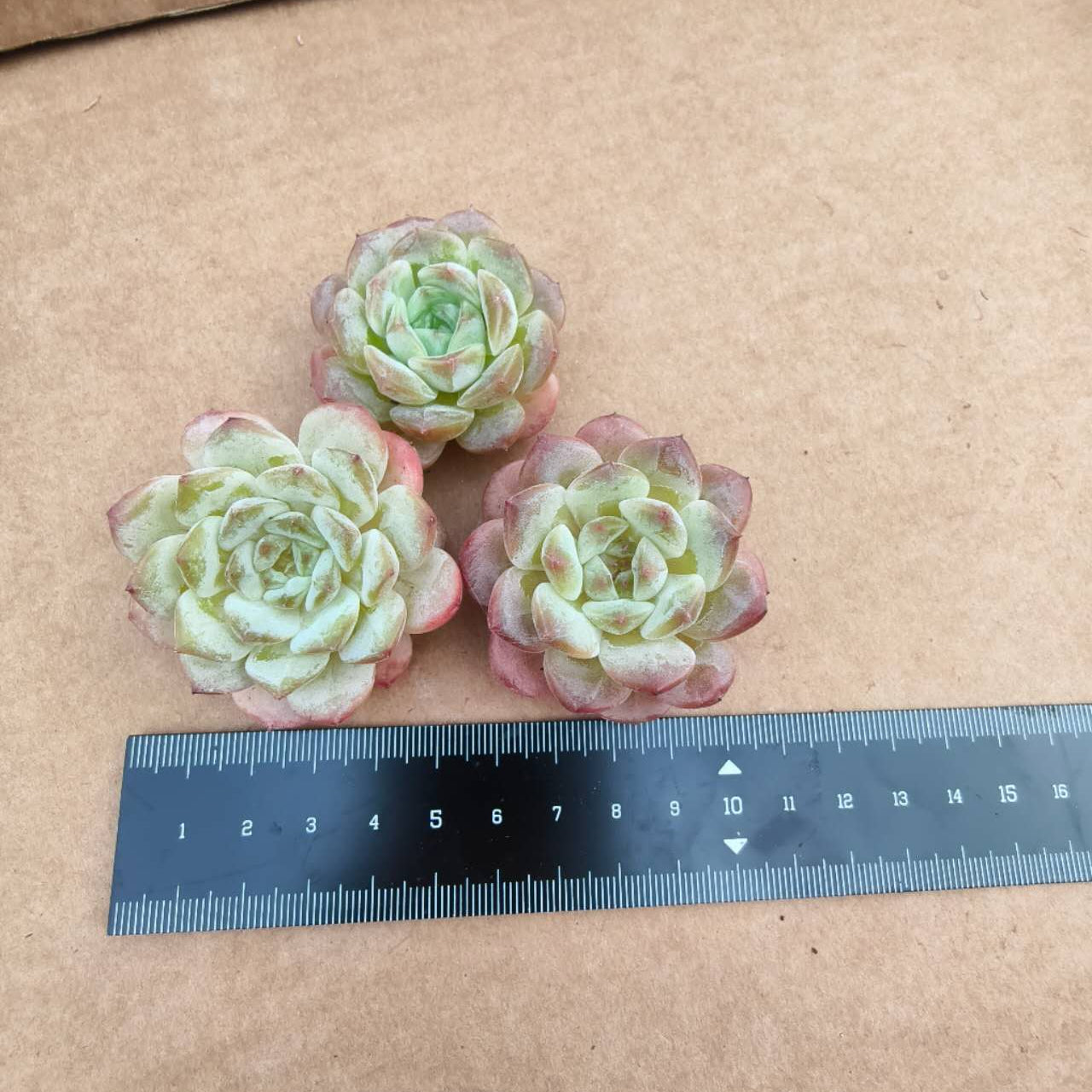 CF008 アイスグリーン HYB